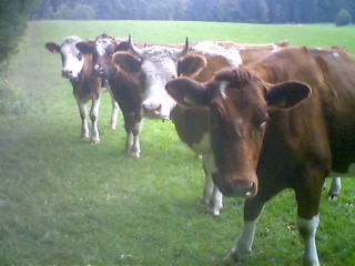 Some swiss-cows