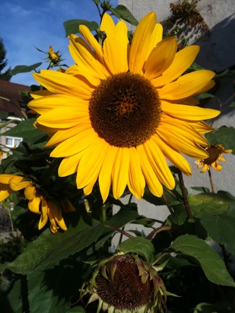 Sonne